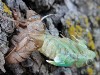 Cicada Shedding Its Skin