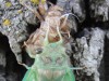 Cicada Recovering After Molting