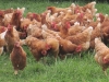 hens