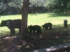 Momma and the 3 cubs
