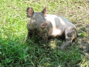 Happy Pig