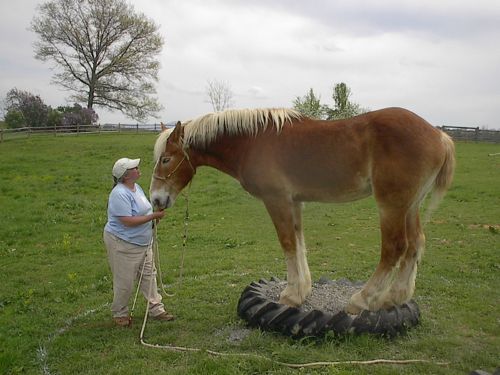 Thunder came with Tenley Shewmake from West Virginia for the Mock Tournament.    Thunder was the only horse to have a  perfect score for the day.