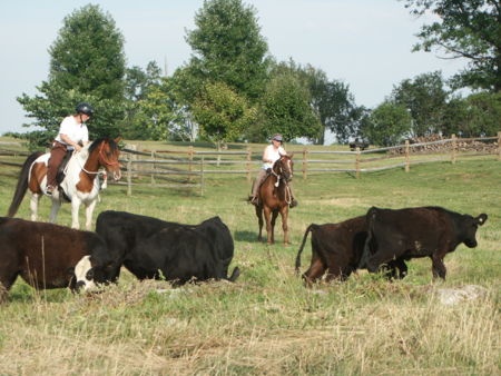 Introducing the horses to cattle work at the Parelli Clinic in July 2007