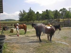 Cooling Off after a lovely trail ride